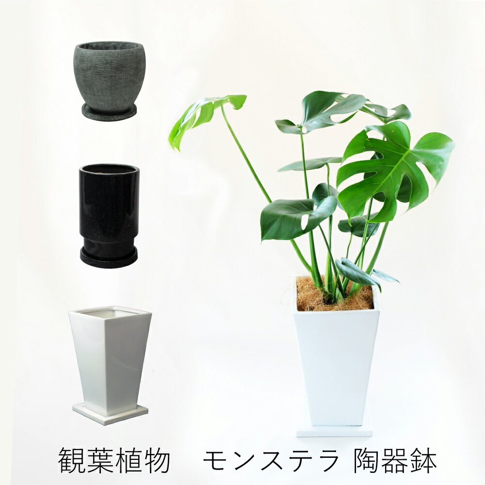 観葉植物 陶器鉢モンステラ 新築祝い 観葉 花 ギフト 誕生日 プレゼント 観葉植物 バースディ 結婚祝 結婚記念日 開店祝い 移転祝い 新築祝い おしゃれ インテリア 室内 モンステラ選べる陶器鉢入り