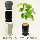 観葉植物 室内用 開店祝い 鉢花贈る 贈り物 送料無料 花 宅配 配送 誕生日プレゼント 開店祝い 移転祝い 新築祝い おしゃれ インテリア 室内 ギフト ゴム...