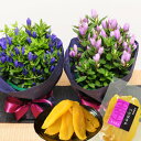 敬老の日 プレゼント リンドウ 鉢花 孫から フラワーギフト 敬老の日ギフト お菓子 和菓子 祖母 祖父 鉢植え 2025 9月 誕生日 長寿祝 還暦祝 古希祝 米寿祝 60代 70代 80代 エーデルワイス りんどう リンドウの鉢植え 4号鉢と干し芋スイーツセット