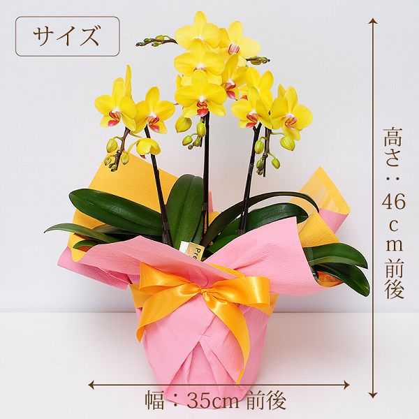 �ߥǥ� �ߥ� ��ĳ�� ���� �ߥǥ���ĳ�� �ʥ��ߥ������ 3��Ω�� ���� �����ʼ� �ֻ������ɤ� ����̵�� �� ���ե� �ߥ˸�ĳ�� ��̾�Υ��� �ߥǥ���ĳ�� 3��Ω ��Ź�ˤ� ���Ƚˤ� ��ž�ˤ�