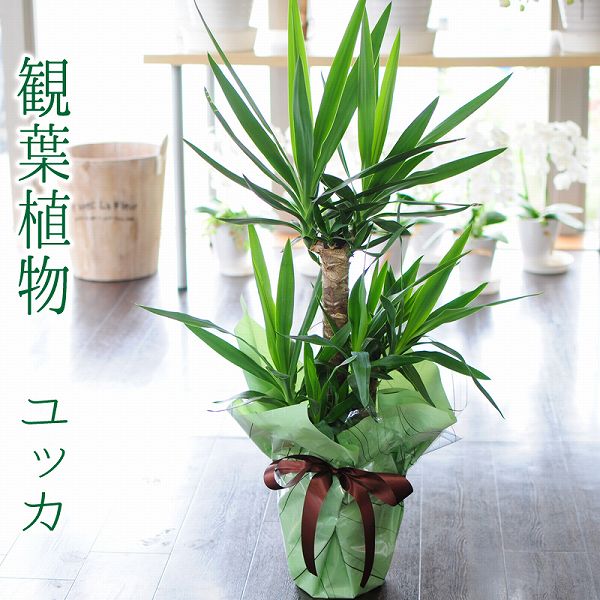 ユッカ 観葉植物 室内用 開店祝い 花 ギフト 誕生日プレゼント ユッカ エレファンティペス エルミラ 7号鉢 観葉植物 青年の木 送料無料 送別会 退職祝い 開店祝い 移転祝い 新築祝い おしゃれ インテリア 室内