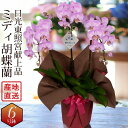 エーデルワイス 花の鉢植え 産地直送 開店祝い お供えミディ開店祝い 3本立ち 敬老 開店祝 開院祝 開業祝 設立祝 社長就任祝 昇進祝 当選祝い 竣工 蘭のフレンズ ミディー胡蝶蘭 3本立 6号鉢