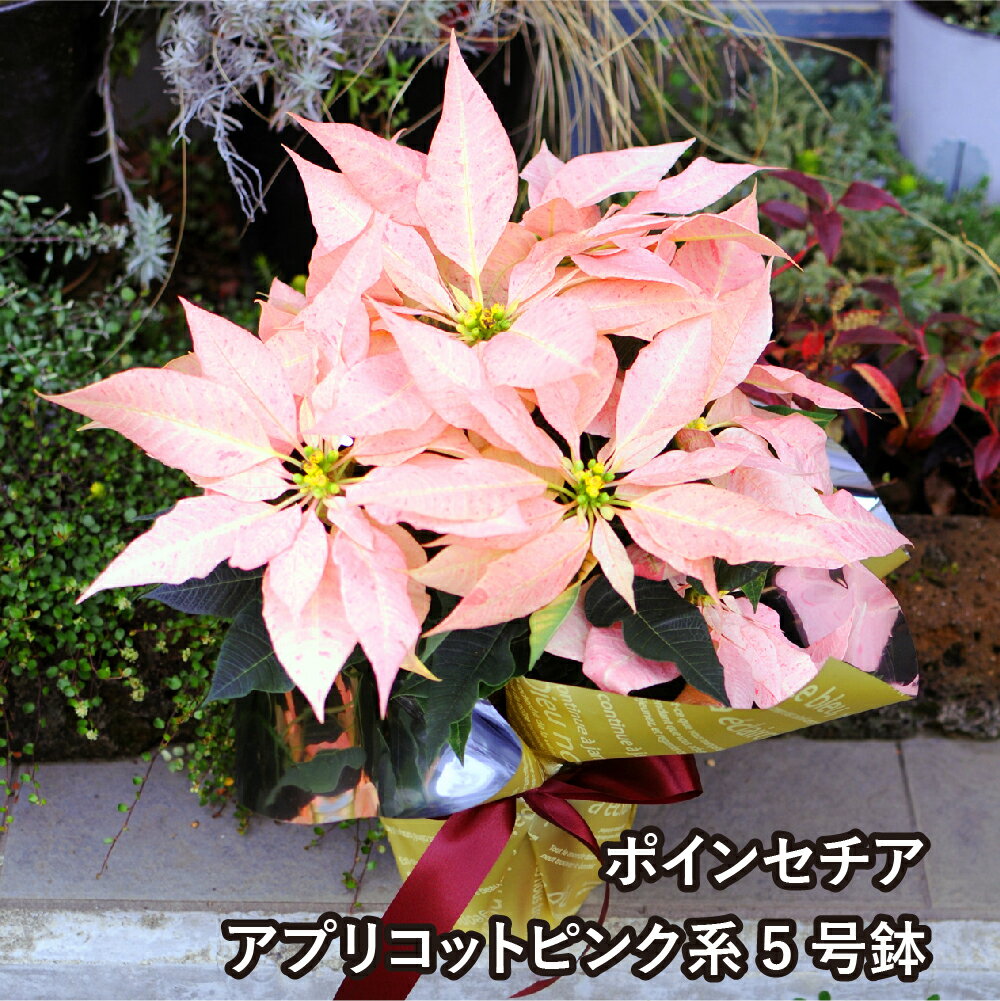 クリスマス 花 鉢植え クリスマスプレゼント 花 ギフト ポインセチア アプリコットピンク系 5号鉢のサムネイル
