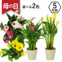 カラーの鉢植え 5号鉢 ピンク系 イエロー系