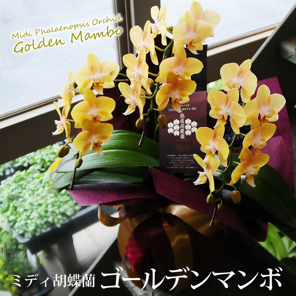 ミディ ミニ 胡蝶蘭 黄色 ミディ胡蝶蘭 ゴールデンマンボ 黄色 3本立 転勤花 退職花 昇進花 昇格花 栄..