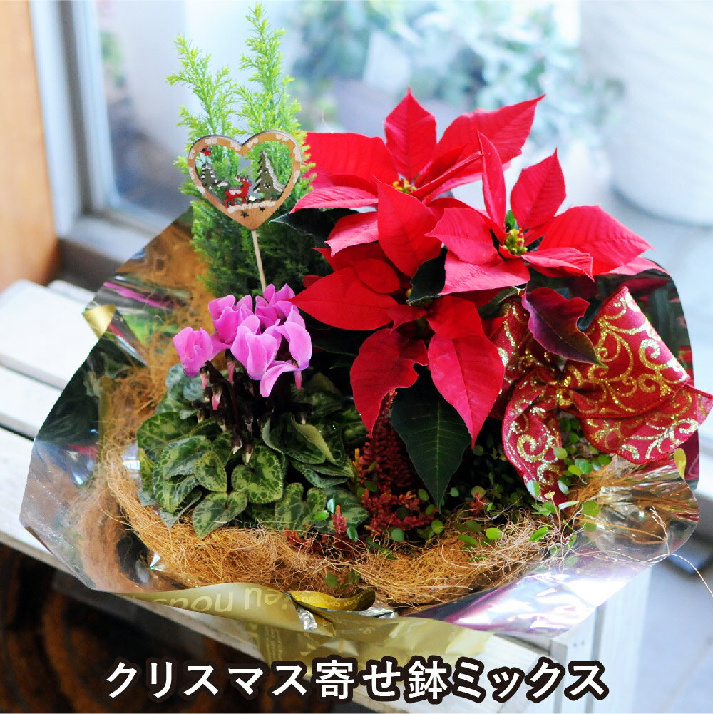 ポインセチア贈り物 お歳暮 クリスマス ウインターギフト 冬ギフト エーデルワイス花工房 クリスマスプレゼント 寄せ鉢 花 ギフト ポインセチア 鉢 誕生日プレゼント 花 クリスマス 花 ギフト ポインセチア プレゼント エーデルワイス クリスマス寄せ鉢ミックスのサムネイル