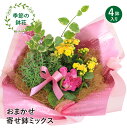 送料無料 花 ギフト 誕生日 寄せ植え プレゼント 送別のお花 鉢花贈る 贈り物 女性 男性 結婚記念日 日頃の感謝 おまかせ寄せ鉢ミックス