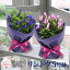 敬老の日 プレゼント 花 ギフト 送料無料 リンドウ りんどう 竜胆 鉢植え 花 ギフト 敬老の日 プレゼント 孫 60代 70代 80代 祖母 エーデルワイス リンドウの鉢花 ブルー系 ピンク系 5号鉢