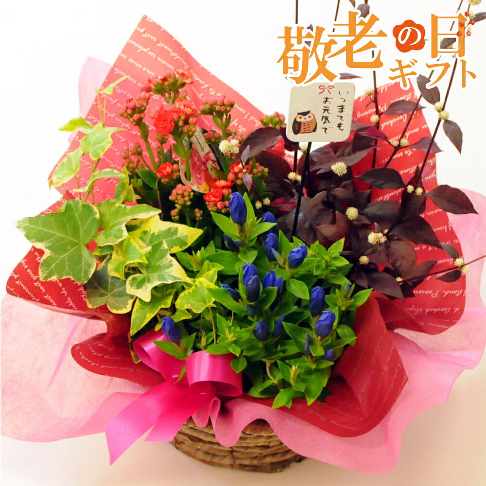 敬老の日 プレゼント 鉢花 孫から フラワーギフト 敬老の日ギフト お菓子 和菓子 祖母 祖父 鉢植え 2024 9月 誕生日 長寿祝 還暦祝 古希祝 米寿祝 60代 70代 80代 りんどう エーデルワイス リンドウが入った 敬老の日寄せ鉢ミックスのサムネイル