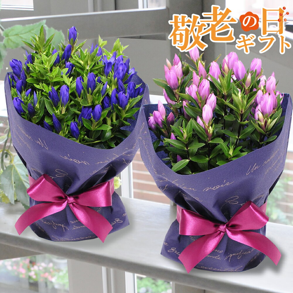 【遅れてごめんね】敬老の日 プレゼント リンドウ 鉢花 孫から フラワーギフト 敬老の日ギフト お菓子 和菓子 祖母 祖父 鉢植え 2024 9月 誕生日 長寿祝 還暦祝 古希祝 米寿祝 60代 70代 80代 りんどう エーデルワイス リンドウの鉢植え 5号鉢 ブルー系 ピンク系のサムネイル