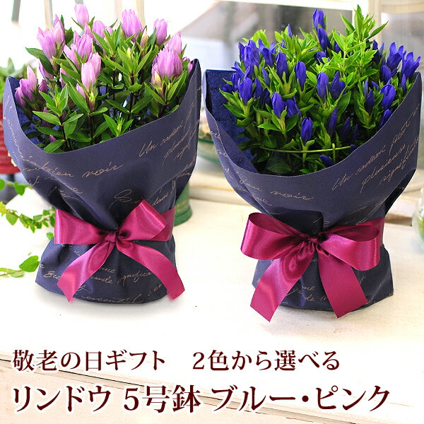敬老の日 花 ギフト 鉢 敬老 鉢花 りんどう リンドウ 竜胆 2色から選べる リンドウの鉢花...