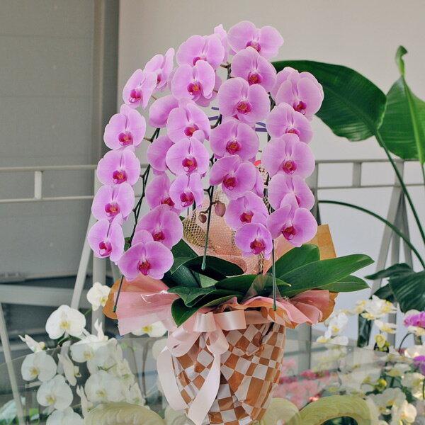 お祝いの花 開店祝い 胡蝶蘭 3本立ち 大輪 ピンク 3Lサイズ 花 鉢