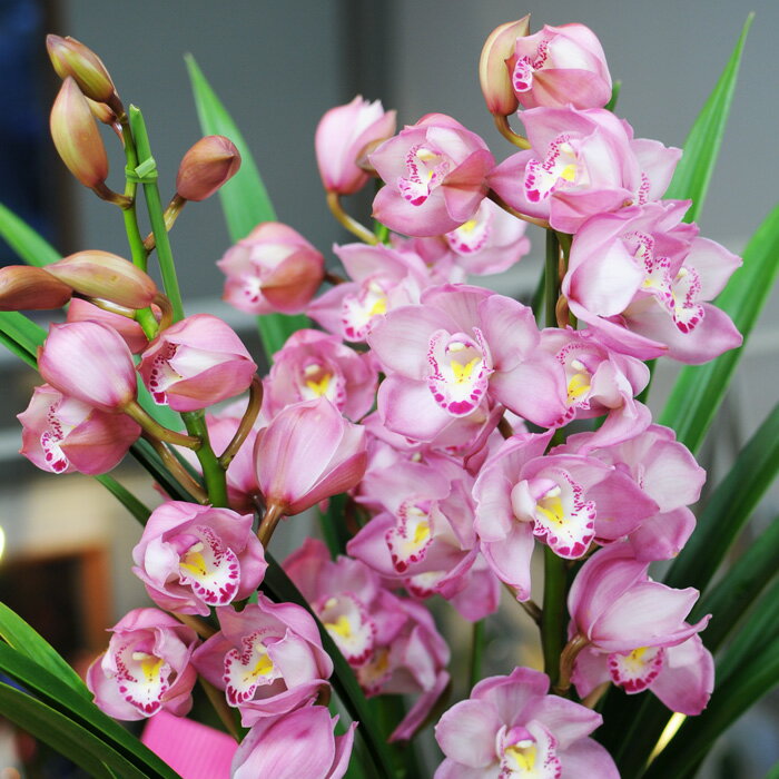 バレンタイン 2021 鉢花 バレンタイン 花 シンビジューム シンビジウム 3本 シンビジューム ピンク系 洋ラン 蘭 誕生日シンビジウム 開院祝い 開業祝い 移転祝いシンビジウム 開店祝いシンビジウム 就任祝い 昇進祝い送料無料シンビジウム贈り物 シンビジウムプレゼント格安通販　バレンタイン　人気　ランキング