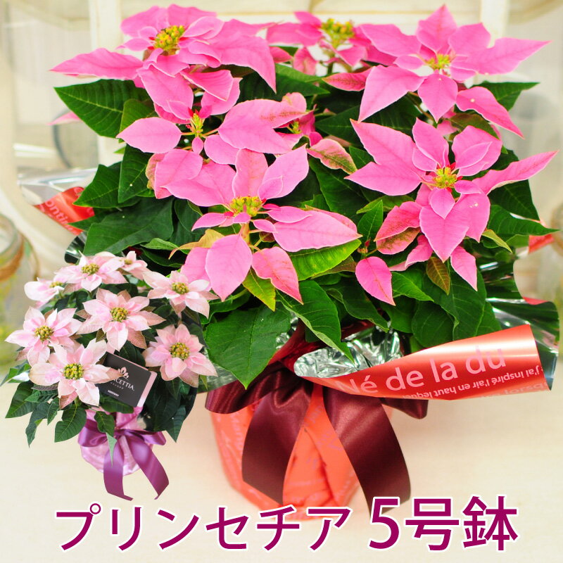 写真付きレビュー プリンセチア 鉢植え 花 ギフト ポインセチア 送料無料 クリスマス 鉢植え ギフト ポインセチア 鉢 ポインセチア クリスマス ギフト 誕生日プレゼント 花 クリスマス 花 ギフト 開店祝い 花 ポインセチア プレゼント エーデルワイス プリンセチア 5号鉢