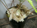 【トキワシノブ・石化（猫の手）】3号ポット・素朴な山野草・古典植物・草もの盆栽・シダ類