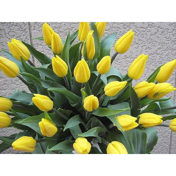 お誕生日記念日の贈り物に。高品質！チューリップの花束！