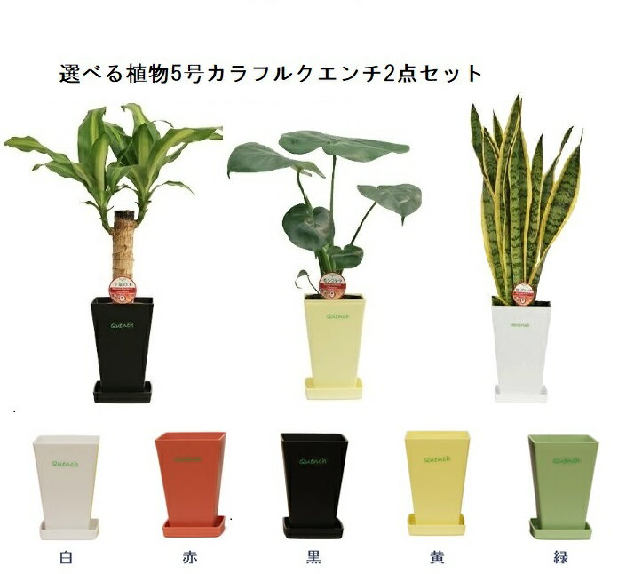 ☆選べる植物5号カラフルクエンチ2点セット☆肥料プレゼント付　5000円