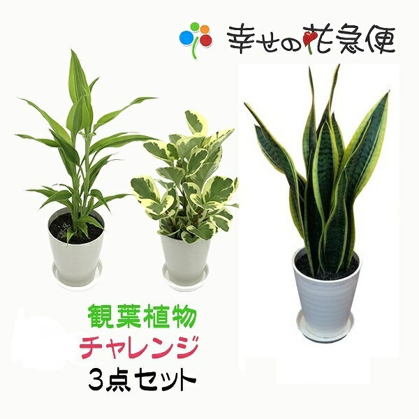 ☆観葉植物チャレンジ3点セット☆39