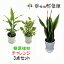 ☆観葉植物チャレンジ3点セット☆3780円【送料無料】観葉植物3鉢セット！【幸福の木/モンステラ/ストレリチア/テーブルヤシ/ミニ観葉植物】【開店祝い/新築祝い/誕生日/プレゼント/観葉植物】
ITEMPRICE