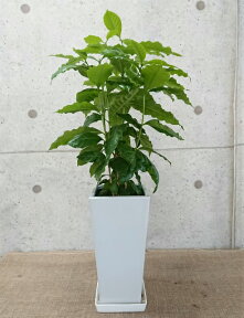 観葉植物 コーヒーの木6号鉢|高さ約70cm【開店祝い 新築祝い 誕生日プレゼント 引越し祝い インテリア アジアン モダン スクエア おしゃれな植木鉢 送料無料】【smtb-ms】