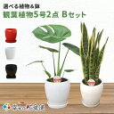 選べる観葉植物Bセット 5号2鉢【幸福の木 モンステラ サンスベリア ウンベラータ オーガスタ パキラ 人気 おすすめ 小型 法人 贈り物 開店祝い 開業祝い 新築祝い 引越し祝い インテリア シンプル モダン 高級 おしゃれな植木鉢 送料無料 オフィス 店舗 事務所 】