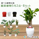 選べる観葉植物&陶器鉢 5号2鉢Bセット【幸福の木 モンステラ サンスベリア ウンベラータ オーガスタ パキラ 人気 おすすめ 小型 法人 贈り物 開店祝い 開...