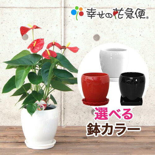 ロイヤルピンクチャンピオン5号陶器鉢【送料無料】花持ちもよく、切花...