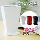 5号角陶器鉢|白 赤 黒 A035【用土別売