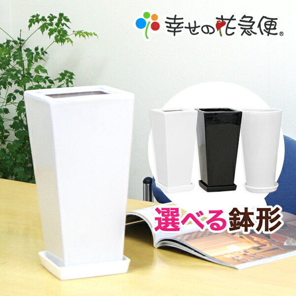 6号高陶器鉢|(白黒) A034 A032【用土別売】【送料無料/観葉植物/おしゃれな植木鉢/植え替え/インテリア/スクエア】【smtb-ms】