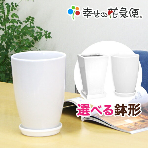 6号陶器鉢|白 A038(丸) A033(角)【用土