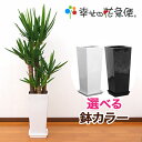 観葉植物 ユッカ エレファンティペス 8号鉢 高さ約110～130cm【人気 おすすめ 大型 法人 贈り物 開店祝い 開業祝い 新築祝い 引越し祝い インテリア シンプル モダン 高級 おしゃれな植木鉢 送料無料 オフィス 店舗 事務所 】