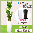 観葉植物 ユッカ(青年の木)8号角高陶器鉢 高さ約1.3m【大型 開店祝い 新築祝い 誕生日プレゼント 引越し祝い インテリア モダン アジアン スクエア おしゃれな植木鉢 送料無料】【smtb-ms】【05P06Aug16】