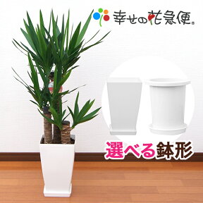 観葉植物 ユッカ エレファンティペス 7号鉢 高さ約80～100cm【人気 おすすめ 大型 法人 贈り物 開店祝い 開業祝い 新築祝い 引越し祝い インテリア シンプル モダン 高級 おしゃれな植木鉢 送料無料 オフィス 店舗 事務所 】