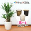 観葉植物 ユッカ(青年の木)7号プラスチック鉢(鉢カバー付)高さ約1m【開店祝い 新築祝い 誕生日プレゼント 引越し祝い インテリア モダン アジアン おしゃれな植木鉢 送料無料】【smtb-ms】