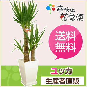 観葉植物 ユッカ(青年の木)7号角プラスチック鉢(白)高さ約1m【開店祝い 新築祝い 誕生日プレゼント 引越し祝い インテリア モダン アジアン スクエア おしゃれな植木鉢 送料無料】【smtb-ms】