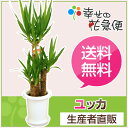 観葉植物 ユッカ(青年の木)7号プラスチック鉢(白)高さ約1m【開店祝い 新築祝い 誕生日プレゼント 引越し祝い インテリア モダン アジアン おしゃれな植木鉢 送料無料】【smtb-ms】【05P06Aug16】
