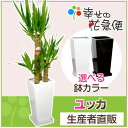 観葉植物 ユッカ(青年の木)7号角高陶器鉢(白黒)高さ約1.1m【開店祝い 新築祝い 誕生日プレゼント 引越し祝い インテリア モダン アジアン スクエア おしゃれな植木鉢 送料無料】【smtb-ms】【05P06Aug16】