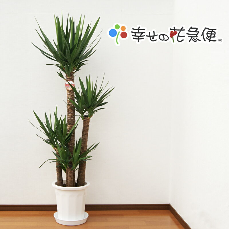 観葉植物 ユッカ エレファンティペ