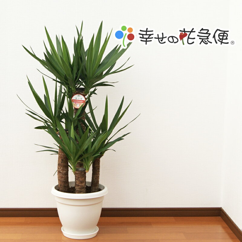 観葉植物 ユッカ エレファンティペス 9号プラスチック鉢 高さ約100～110cm