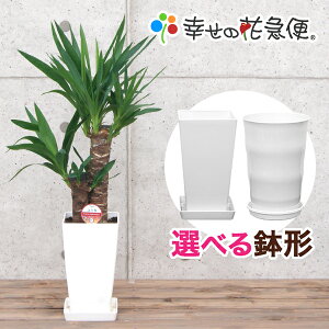 観葉植物 ユッカ(青年の木)6号プラスチック鉢 高さ約65cm【開店祝い 新築祝い 誕生日プレゼント 引越し祝い インテリア モダン アジアン スクエア おしゃれな植木鉢 送料無料】