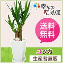観葉植物 ユッカ(青年の木)6号角陶器鉢(白)高さ約65cm【開店祝い 新築祝い 誕生日プレゼント 引越し祝い インテリア モダン アジアン スクエア おしゃれな植木鉢 送料無料】【smtb-ms】【05P06Aug16】