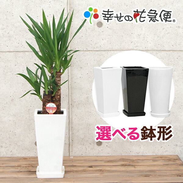 観葉植物 ユッカ エレファンティペス 6号鉢 高さ約60～70cm