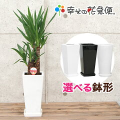 https://thumbnail.image.rakuten.co.jp/@0_mall/hanakyubin/cabinet/shohin/01813925/yucca6/imgrc0079551426.jpg