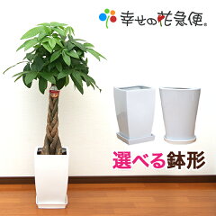 https://thumbnail.image.rakuten.co.jp/@0_mall/hanakyubin/cabinet/shohin/02026266/10000023.jpg