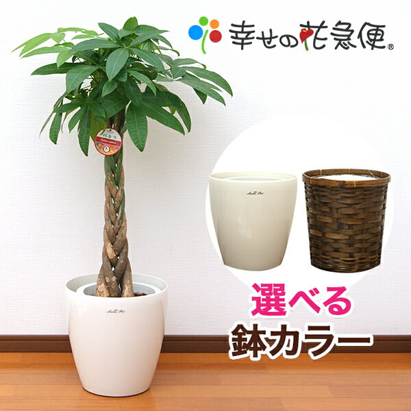 観葉植物 パキラ8号プラスチック鉢 鉢カバー付き 高さ約100～120cm【人気 おすすめ 大型 法人 贈り物 開店祝い 開業祝い 新築祝い 引越し祝い インテリア シンプル モダン 高級 おしゃれな植木…