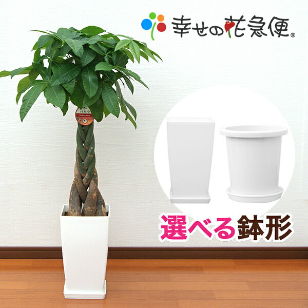 観葉植物 パキラ8号プラスチック鉢 