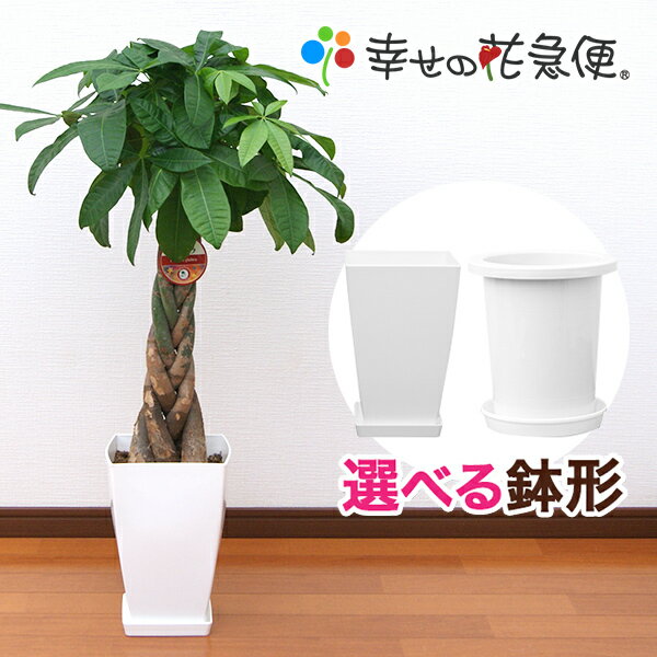 観葉植物 パキラ7号プラスチック鉢 高さ約90～110cm【人気 おすすめ 大型 法人 贈り物 開店祝い 開業祝い 新築祝い 引越し祝い インテリア シンプル モダン 高級 おしゃれな植木鉢 送料無料 オフィス 店舗 事務所 】