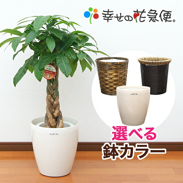 観葉植物 パキラ7号プラスチック鉢(鉢カバー付) 高さ約約90～110cm【人気 おすすめ 大型 法人 贈り物 開店祝い 開業祝い 新築祝い 引越し祝い インテリア シンプル モダン 高級 おしゃれな植木鉢 送料無料 オフィス 店舗 事務所 】