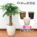 観葉植物 パキラ7号プラスチック鉢(鉢カバー付) 高さ約約80～100cm【人気 おすすめ 大型 法人 贈り物 開店祝い 開業祝い 新築祝い 引越し祝い インテリア シンプル モダン 高級 おしゃれな植木鉢 送料無料 オフィス 店舗 事務所 】