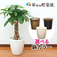 観葉植物 パキラ7号プラスチック鉢(鉢カバー付) 高さ約約80〜100cm【smtb-ms】